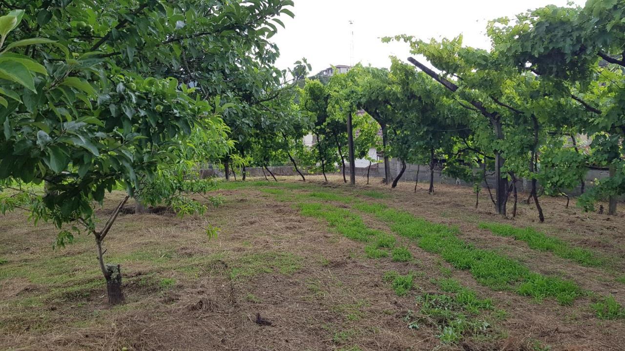 فيلا Casa Anjos أمارانتي المظهر الخارجي الصورة